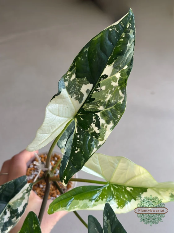 Alokazja (Alocasia) Simpo Albo