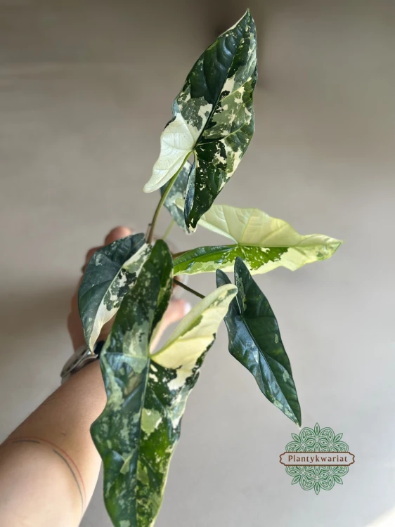 Alokazja (Alocasia) Simpo Albo
