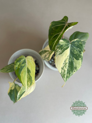 Filodendron (Philodendron) Gloriosum Variegata Tricolor