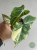 Filodendron (Philodendron) Gloriosum Variegata Tricolor