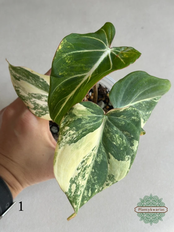 Filodendron (Philodendron) Gloriosum Variegata Tricolor