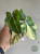Filodendron (Philodendron) Gloriosum Variegata Tricolor