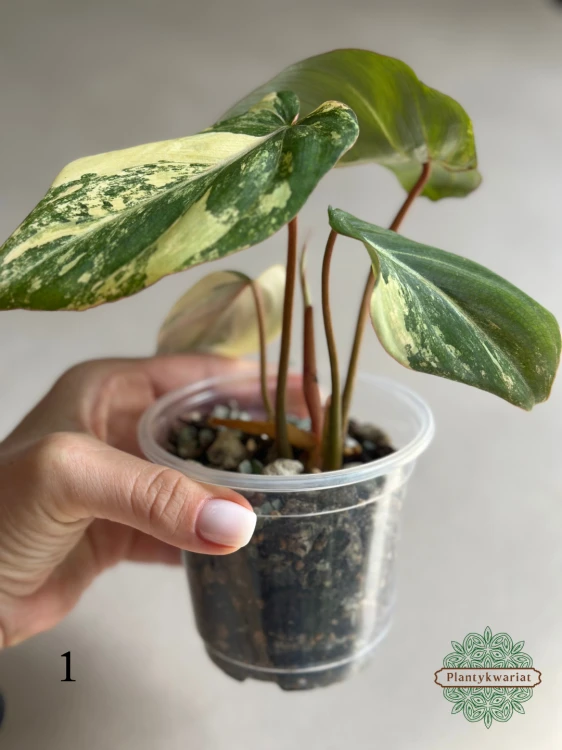 Filodendron (Philodendron) Gloriosum Variegata Tricolor