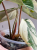 Filodendron (Philodendron) Gloriosum Variegata Tricolor