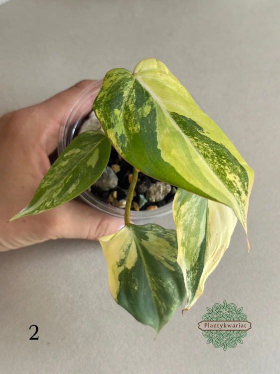 Filodendron (Philodendron) Gloriosum Variegata Tricolor