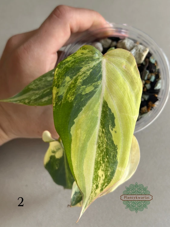 Filodendron (Philodendron) Gloriosum Variegata Tricolor