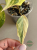 Filodendron (Philodendron) Gloriosum Variegata Tricolor