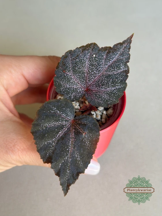Begonia Robin