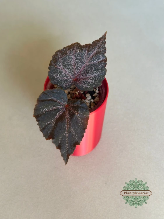 Begonia Robin
