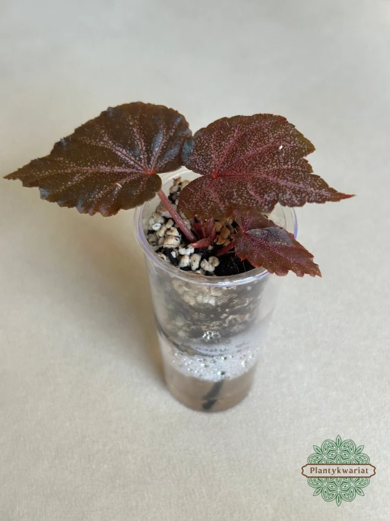 Begonia Robin