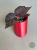 Begonia Robin