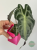 Alokazja (Alocasia) Venom