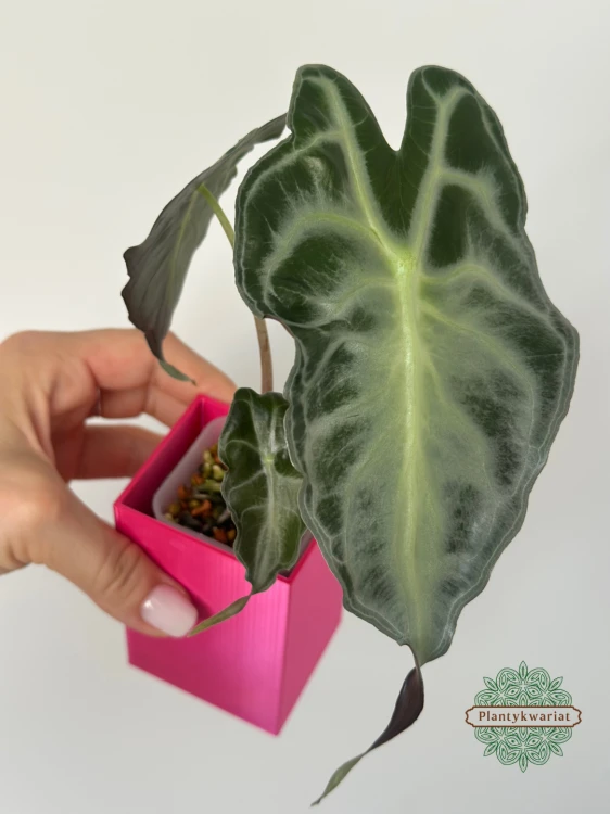 Alokazja (Alocasia) Venom