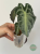 Alokazja (Alocasia) Venom