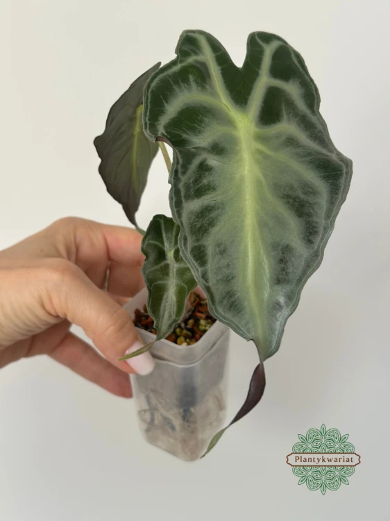 Alokazja (Alocasia) Venom