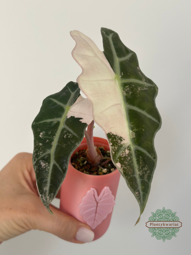 Alokazja (Alocasia) Polly Pink Variegata
