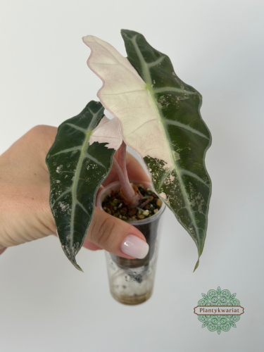 Alokazja (Alocasia) Polly Pink Variegata