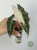Alokazja (Alocasia) Polly Pink Variegata
