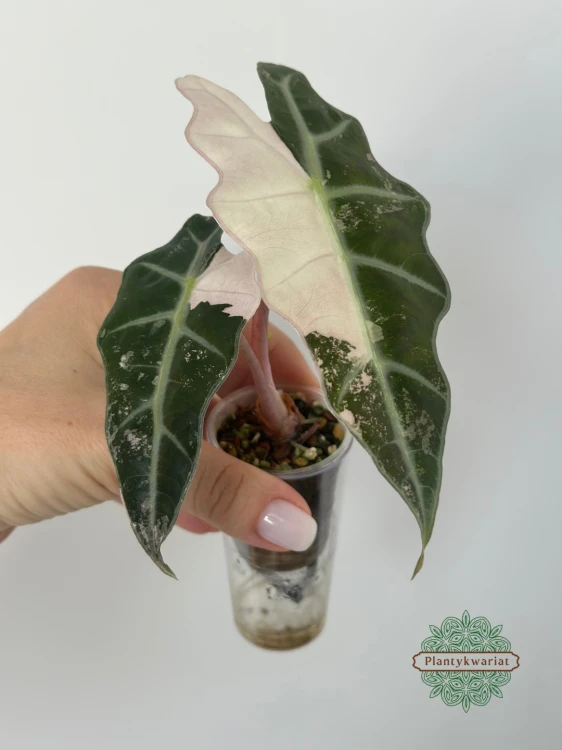 Alokazja (Alocasia) Polly Pink Variegata