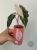 Alokazja (Alocasia) Polly Pink Variegata