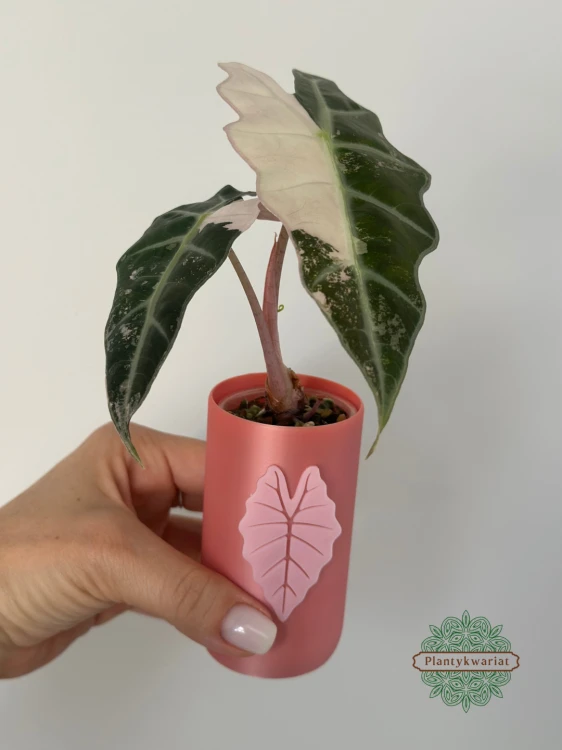 Alokazja (Alocasia) Polly Pink Variegata