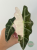 Alokazja (Alocasia) Polly Pink Variegata