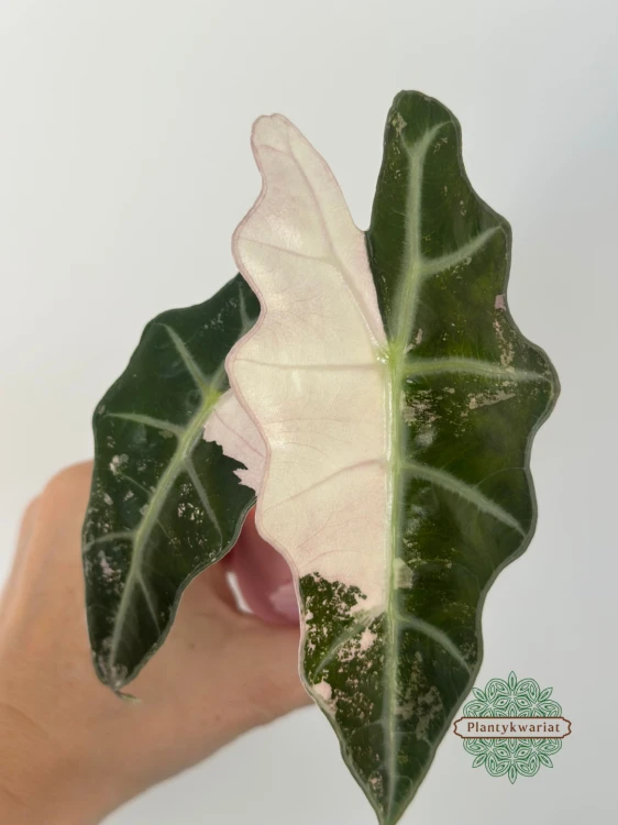 Alokazja (Alocasia) Polly Pink Variegata