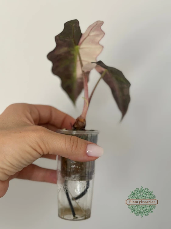 Alokazja (Alocasia) Polly Pink Variegata