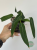 Anturium (Anthurium) pallidiflorum