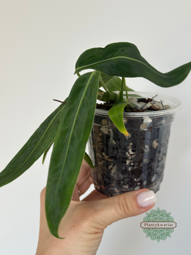 Anturium (Anthurium) pallidiflorum
