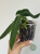 Anturium (Anthurium) pallidiflorum