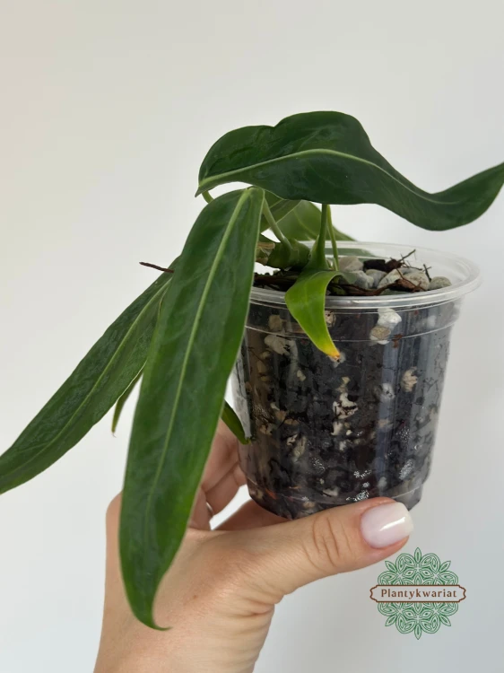 Anturium (Anthurium) pallidiflorum