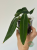 Anturium (Anthurium) pallidiflorum