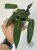 Anturium (Anthurium) pallidiflorum