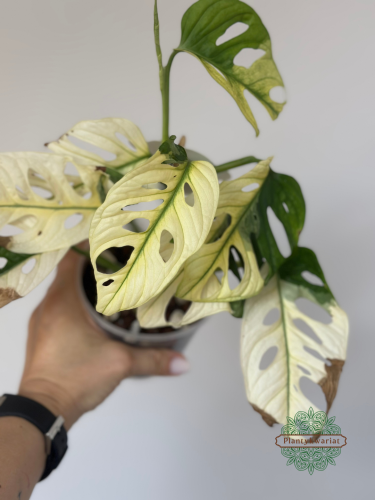 Monstera adansonii Japanese Tricolor / Monkey Mask Tricolor