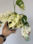 Monstera adansonii Japanese Tricolor / Monkey Mask Tricolor