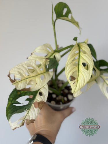 Monstera adansonii Japanese Tricolor / Monkey Mask Tricolor