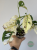 Monstera adansonii Japanese Tricolor / Monkey Mask Tricolor