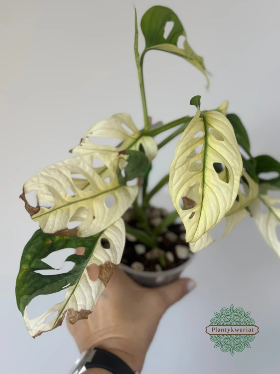 Monstera adansonii Japanese Tricolor / Monkey Mask Tricolor