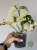 Monstera adansonii Japanese Tricolor / Monkey Mask Tricolor
