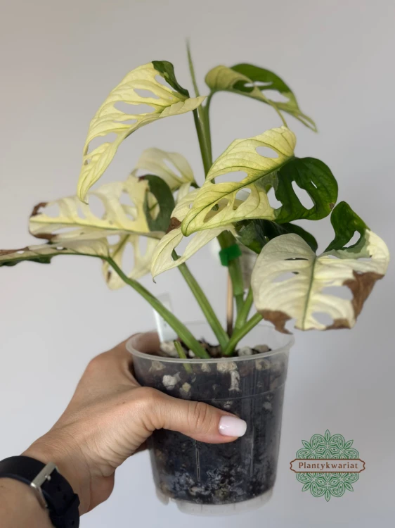 Monstera adansonii Japanese Tricolor / Monkey Mask Tricolor