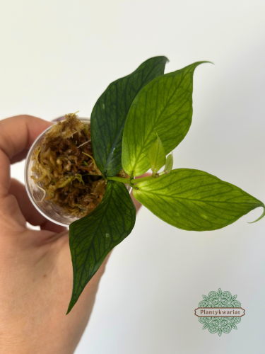Hoja (Hoya) polyneura Broget regres