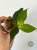 Hoja (Hoya) polyneura Broget regres