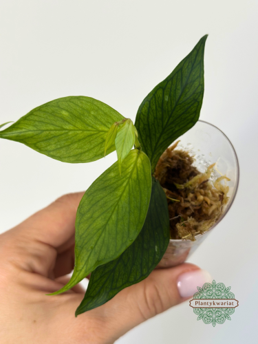Hoja (Hoya) polyneura Broget regres