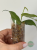 Hoja (Hoya) polyneura Broget regres