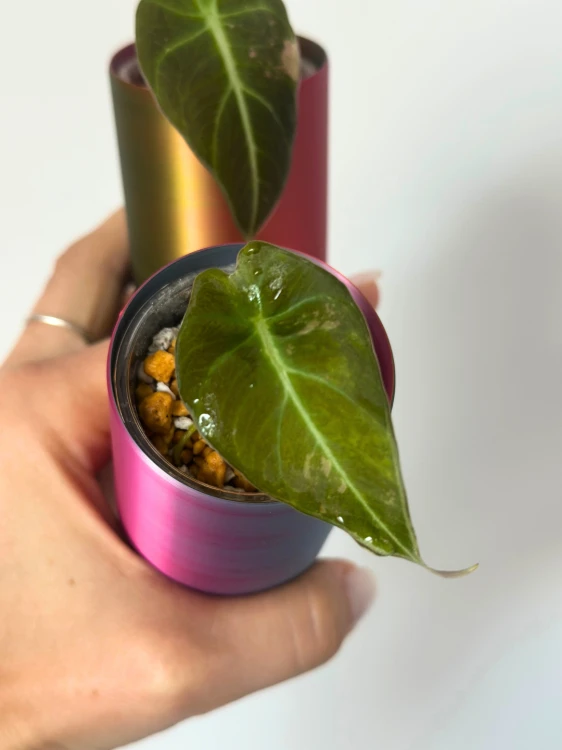 Alokazja (Alocasia) Black Velvet Pink Variegata