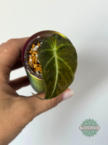 Alokazja (Alocasia) Black Velvet Gold (Aurea)