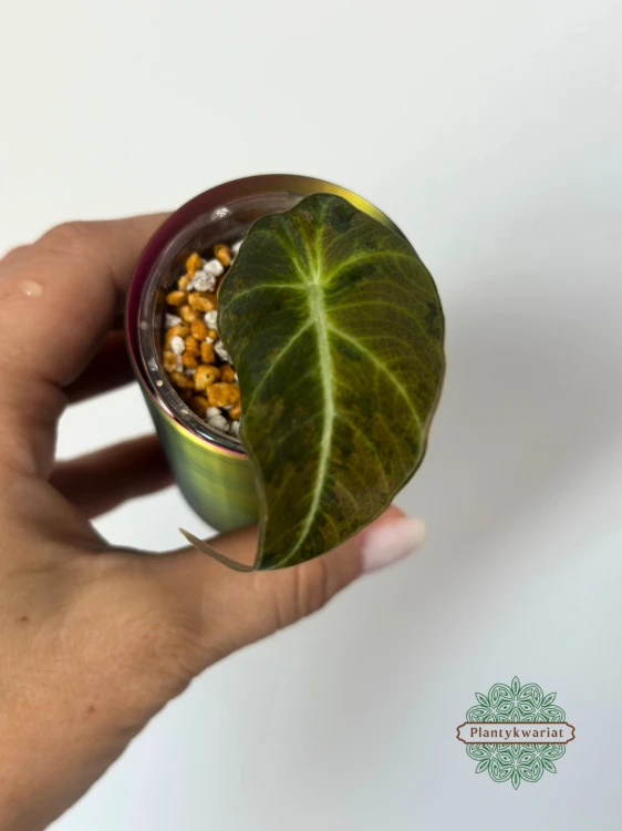 Alokazja (Alocasia) Black Velvet Gold (Aurea)