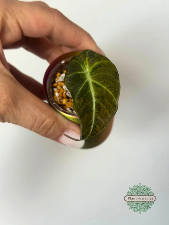 Alokazja (Alocasia) Black Velvet Gold (Aurea)