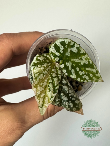 Begonia Snowcap Variegata